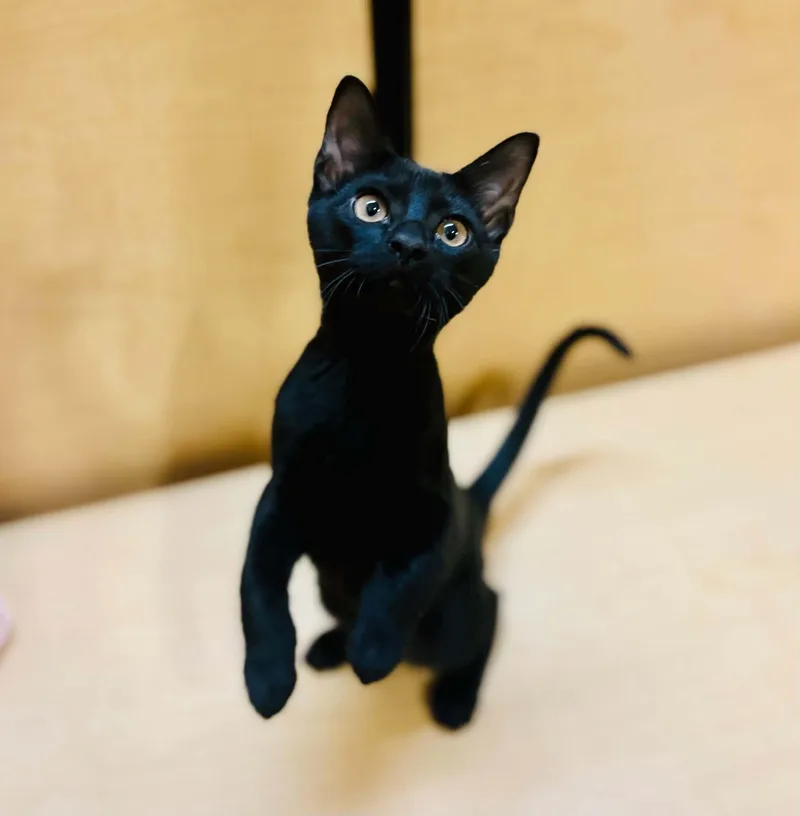 A young medium-sized male Domestic Short Hair cat named Luke for adoption in Mansfield, TX
