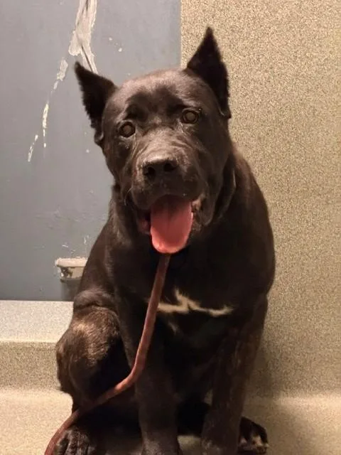 A young large-sized male Cane Corso dog named A for adoption in Gardena, CA