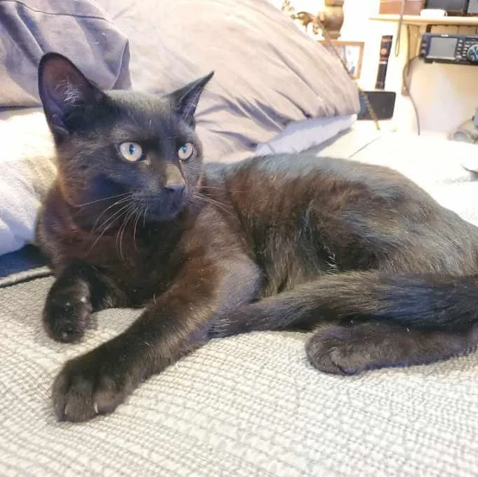 A baby medium-sized male Black Domestic Short Hair cat named Noir Indoor Only for adoption in Stockton, CA