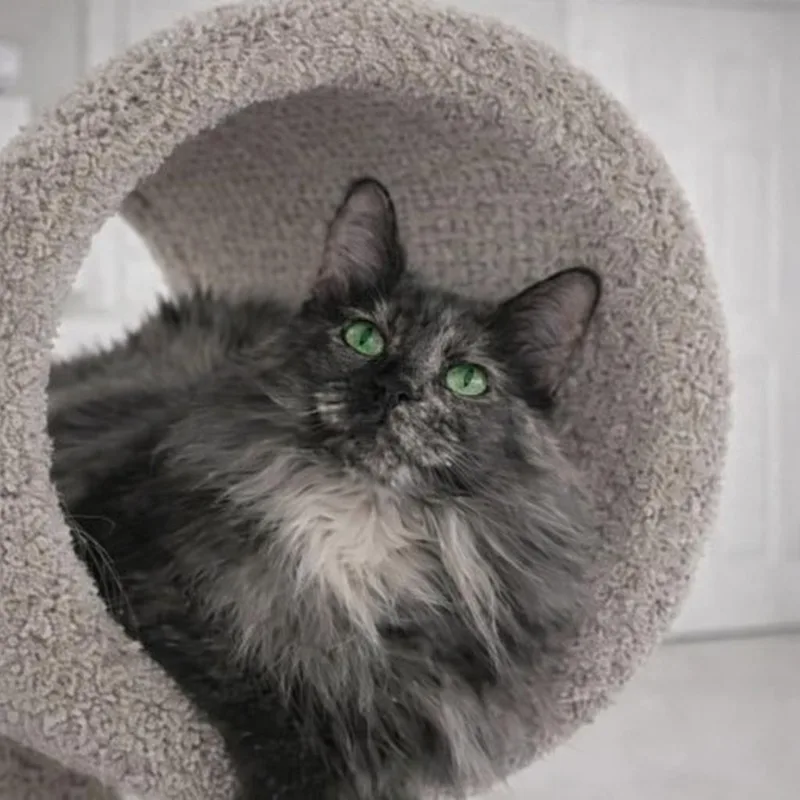 Charlotte: Soft Fur  thumbnail 5