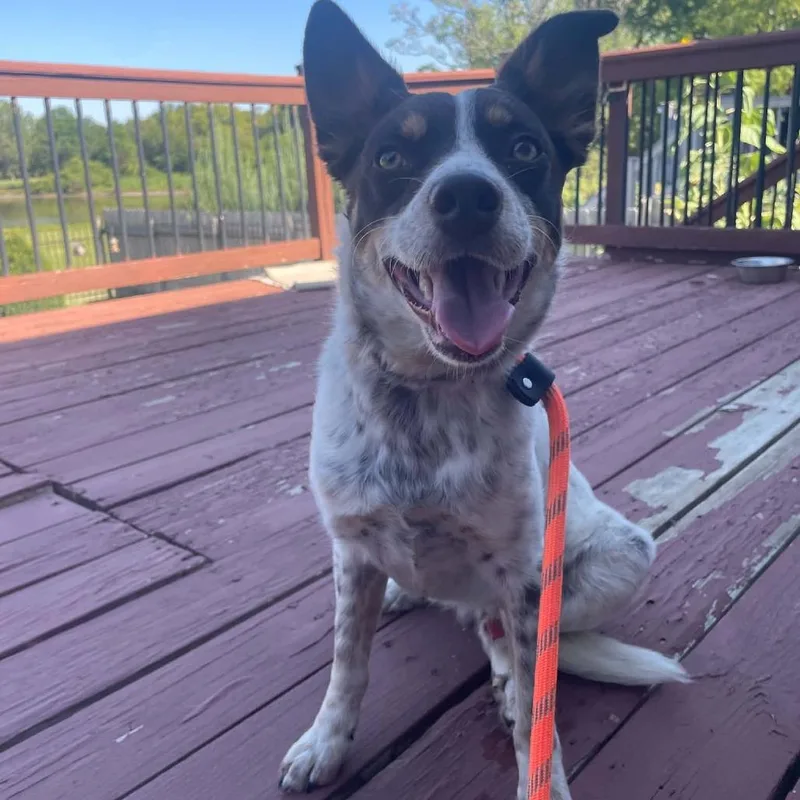 A young medium-sized male White / Cream Australian Cattle Dog / Blue Heeler dog named Bullseye for adoption in Wichita, KS