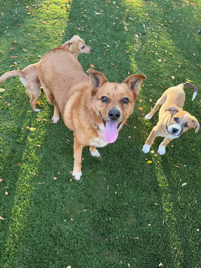 An adult large-sized female Cattle Dog dog named Miss Roxy for adoption in Salt Lake City, UT