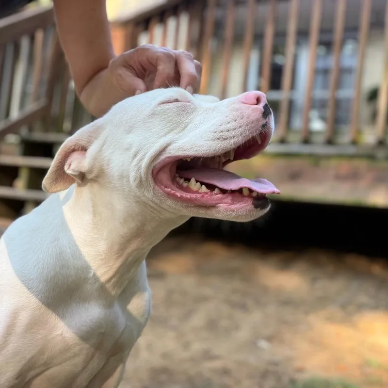 An adult medium-sized female Pit Bull Terrier dog named Mirajane for adoption in Alexandria, VA