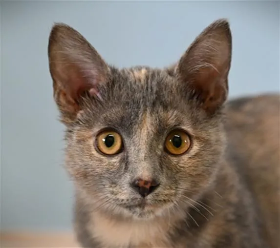 A baby small-sized female Domestic Short Hair cat named Reeses Pieces for adoption in Loveland, CO