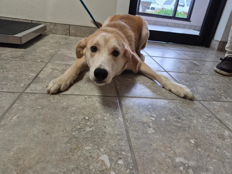 A young large-sized male Great Pyrenees dog named Elliott for adoption in Hays, KS