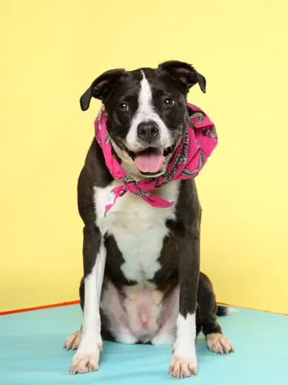 An adult large-sized female Pit Bull Terrier dog named Lily for adoption in Atlanta, GA
