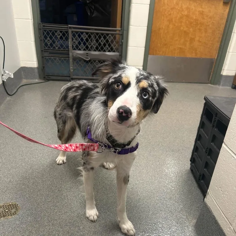 An adult medium-sized female Black Australian Shepherd dog named Eowyn for adoption in Brockton, MA
