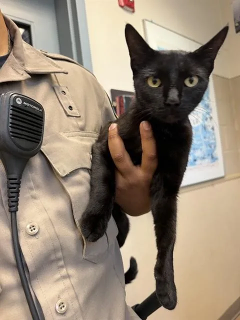 A young small-sized female Domestic Short Hair cat named Devin for adoption in San Jose, CA