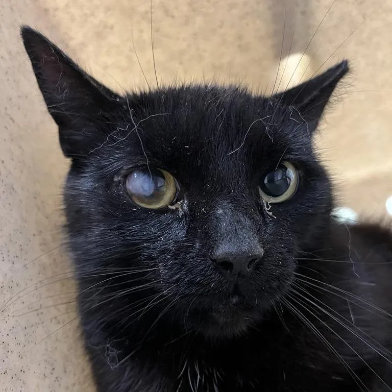 Head Gasket thumbnail 2