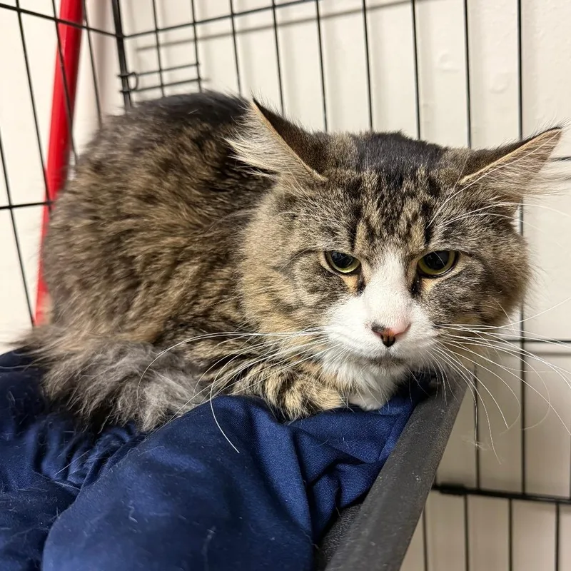 An adult large-sized male Brown / Chocolate Domestic Long Hair cat named Tater for adoption in Bloomington, IL