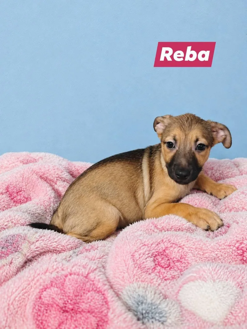 A baby small-sized female Cairn Terrier dog named Reba for adoption in Winter haven, FL