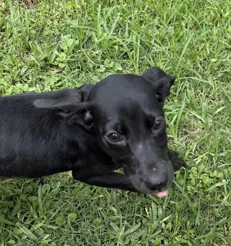 A young medium-sized female Black Labrador Retriever dog named Shira for adoption in Louise, TX