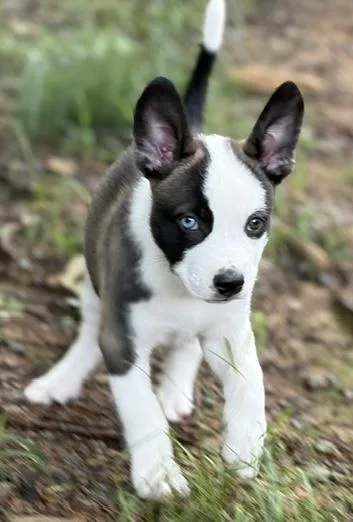 A baby medium-sized male Terrier dog named Fang for adoption in Malvern, PA