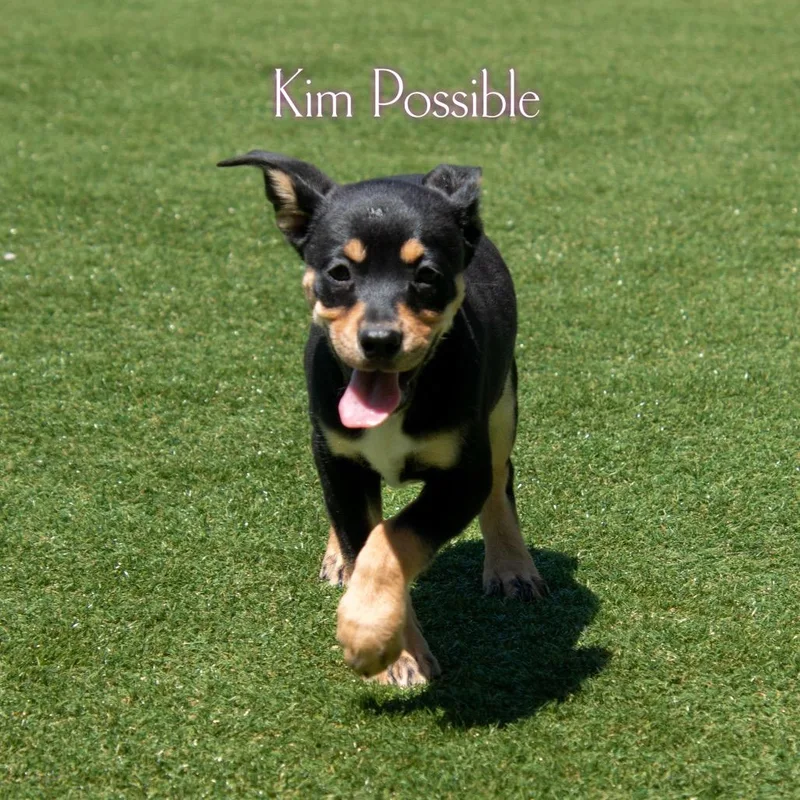 A baby small-sized female Black Mixed Breed dog named Kim Possible for adoption in Parkersburg, WV