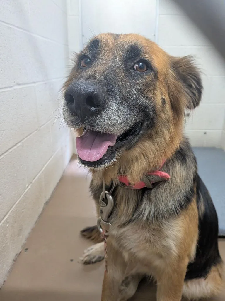 A young large-sized female Shepherd dog named Tokyo for adoption in Springfield, TN