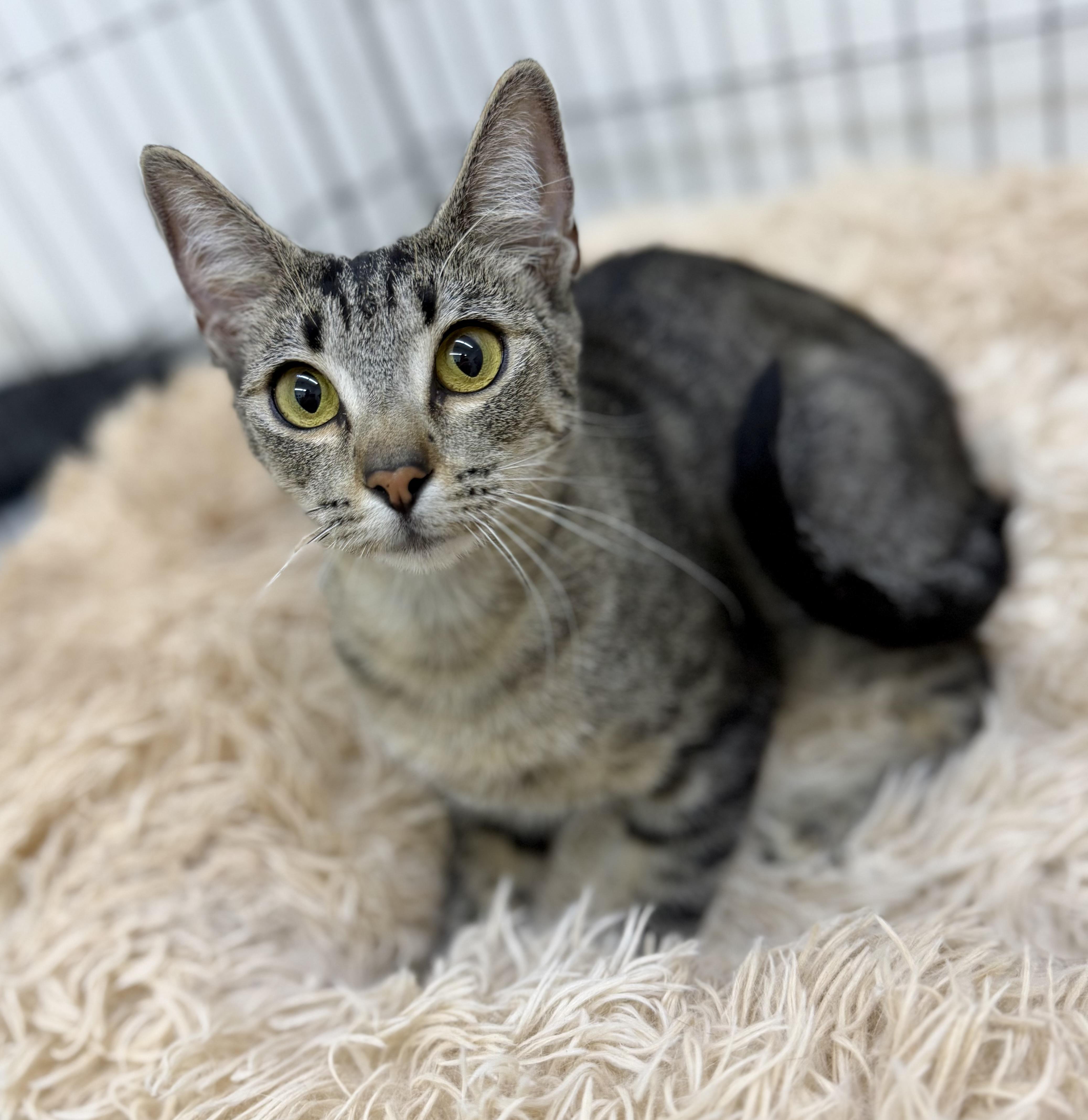 A young medium-sized female Tabby (Buff / Tan / Fawn) Domestic Short Hair cat named Kiwi for adoption in Sonora, CA