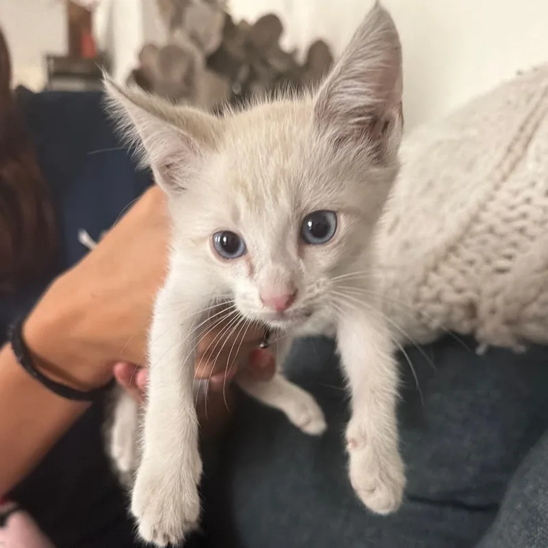 A baby small-sized male Lilac Point Domestic Short Hair cat named Chai for adoption in San Antonio, TX