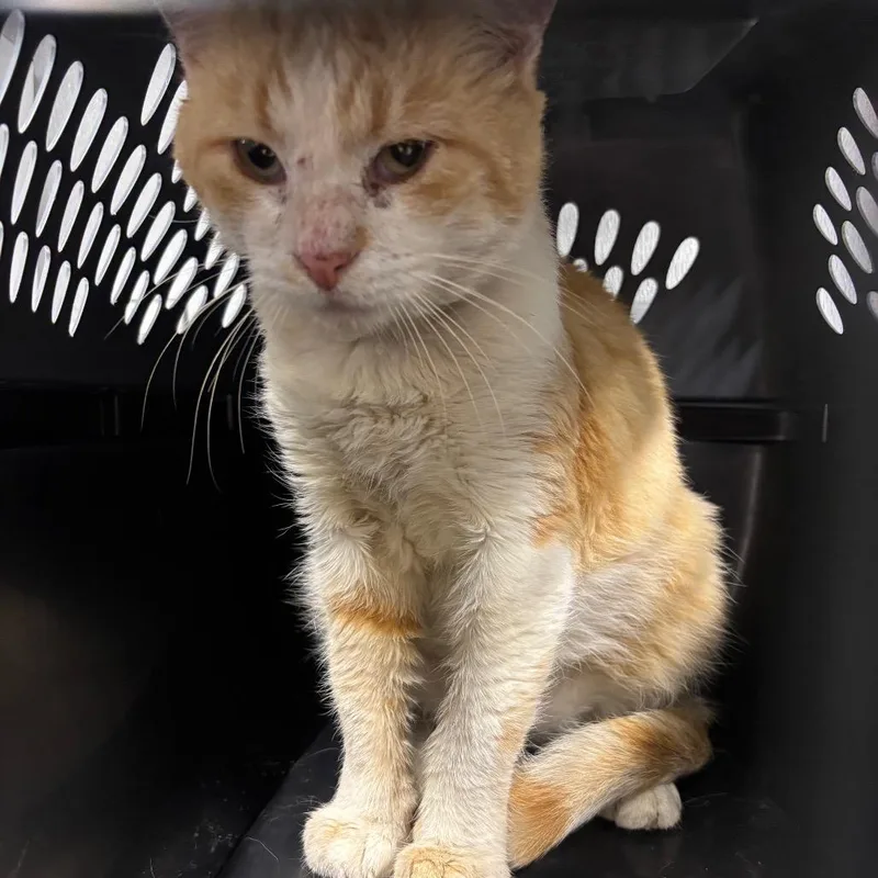 A young medium-sized male Orange / Red Domestic Medium Hair cat named Honey for adoption in St Joseph, MO