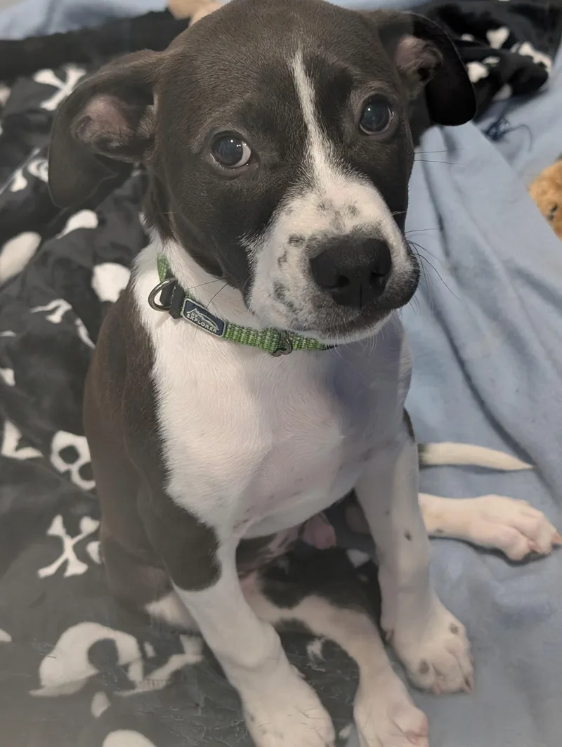 A baby large-sized male Black American Bulldog dog named Moore for adoption in Kalamazoo, MI