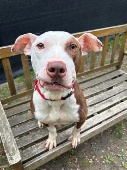 An adult large-sized male Mixed Breed dog named Huck for adoption in West Chester, PA