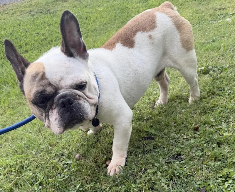 An adult medium-sized male French Bulldog dog named Sunny for adoption in Louise, TX