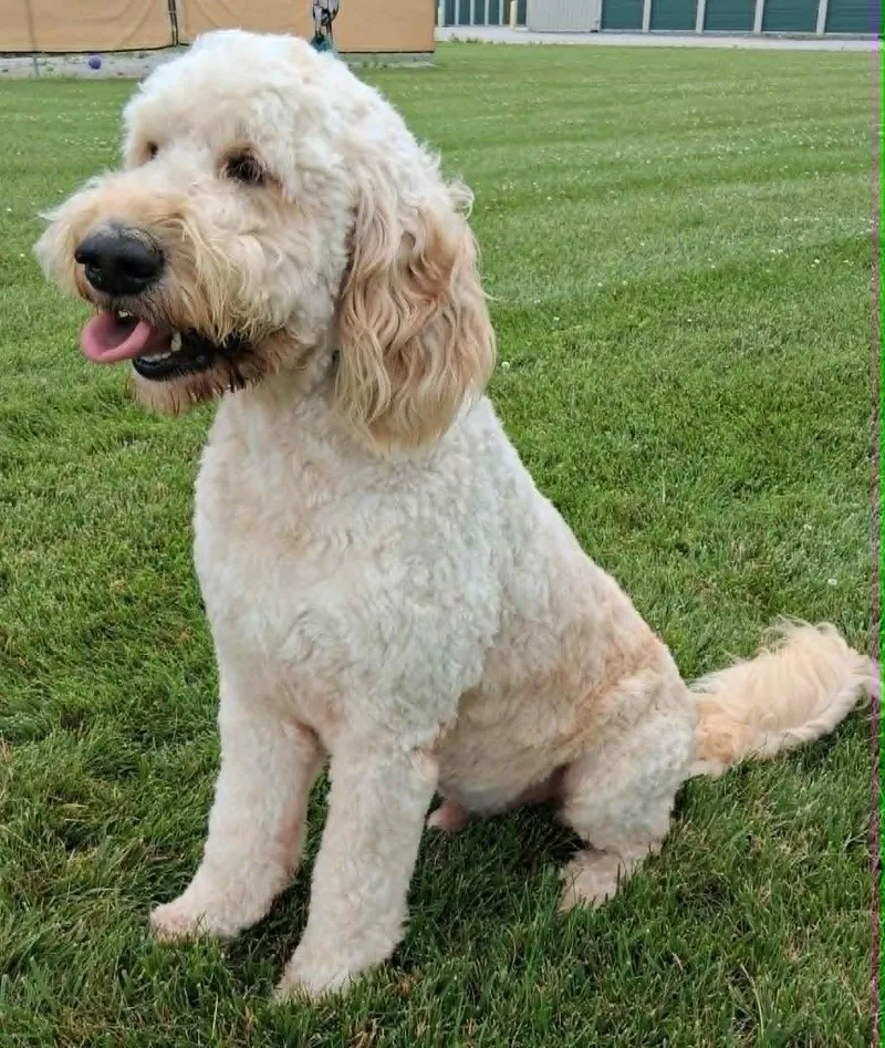 An adult small-sized male Golden Retriever dog named Tator for adoption in Fremont, OH