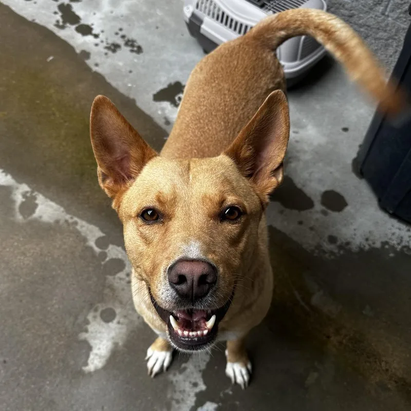 An adult medium-sized male Yellow / Tan / Blond / Fawn Mixed Breed dog named Frito for adoption in Manhattan, KS