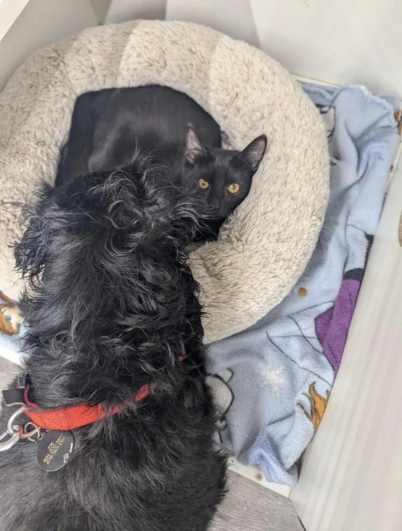 A young medium-sized female Black Domestic Short Hair cat named Ellie Belly for adoption in Lawrenceville, GA
