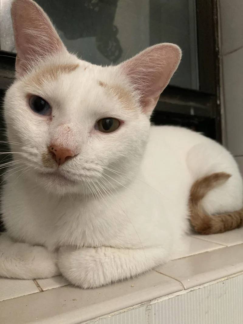A young medium-sized male Orange & White Turkish Van cat named Sky & Sunset for adoption in New York, NY