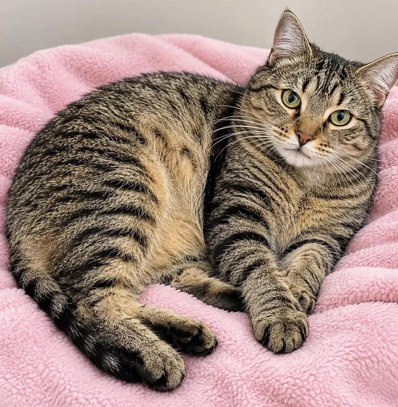 A young medium-sized female Domestic Short Hair cat named Sissy for adoption in Myrtle Beach, SC