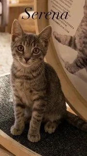 A baby medium-sized female Domestic Short Hair cat named Serena for adoption in Spring Lake, NJ