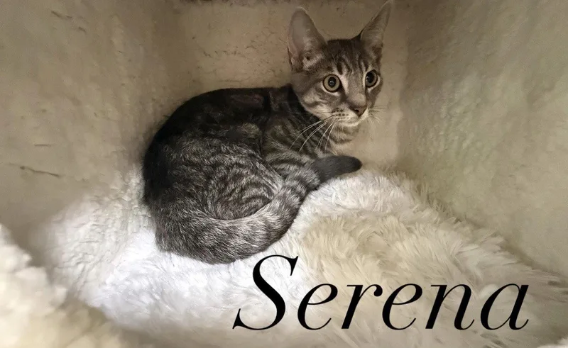 Serena thumbnail 3