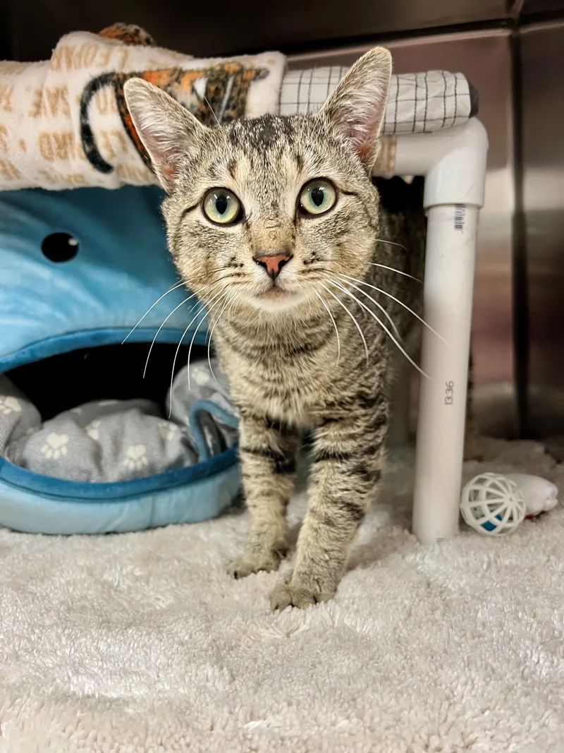 An adult medium-sized male Tabby (Brown / Chocolate) Domestic Short Hair cat named Zane for adoption in Frederick, MD