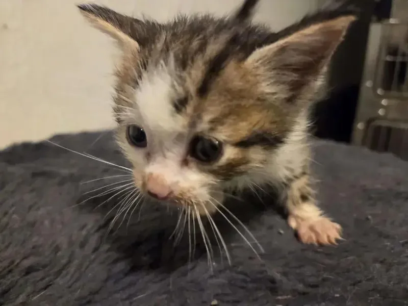 A baby small-sized female Domestic Short Hair cat named Clue for adoption in Grand Rapids, MI