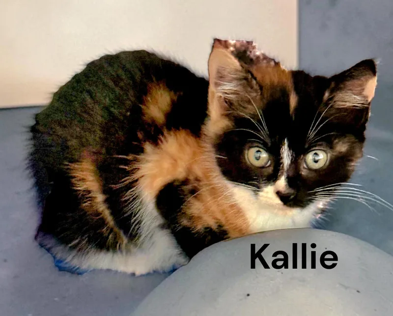 A baby medium-sized female Calico cat named Kallie for adoption in Weems, VA