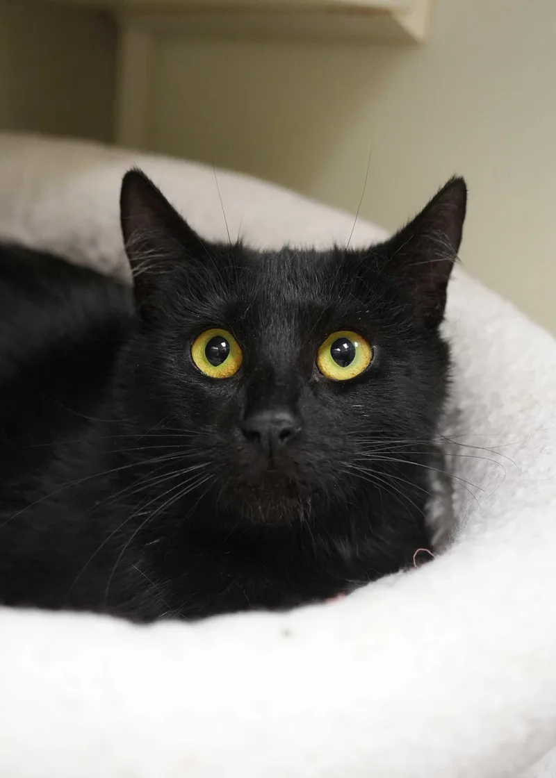 An adult medium-sized female Black Domestic Short Hair cat named Pentatonix for adoption in Aiken, SC