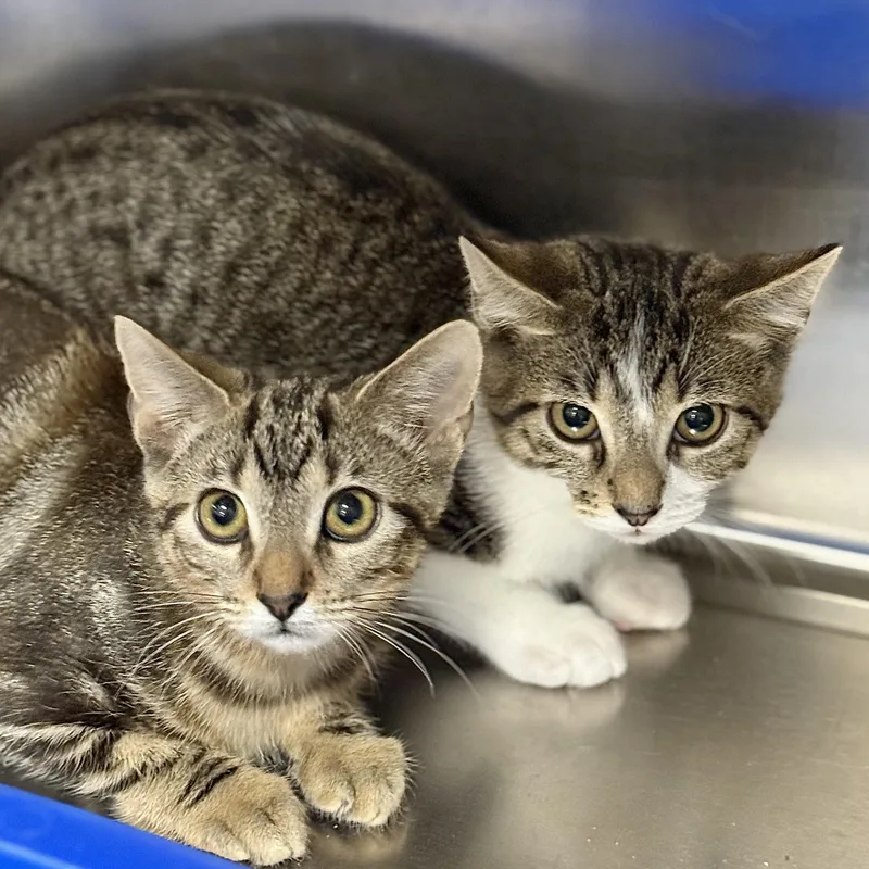 A baby medium-sized male Tabby (Brown / Chocolate) Domestic Short Hair cat named Tabasco for adoption in Collierville, TN