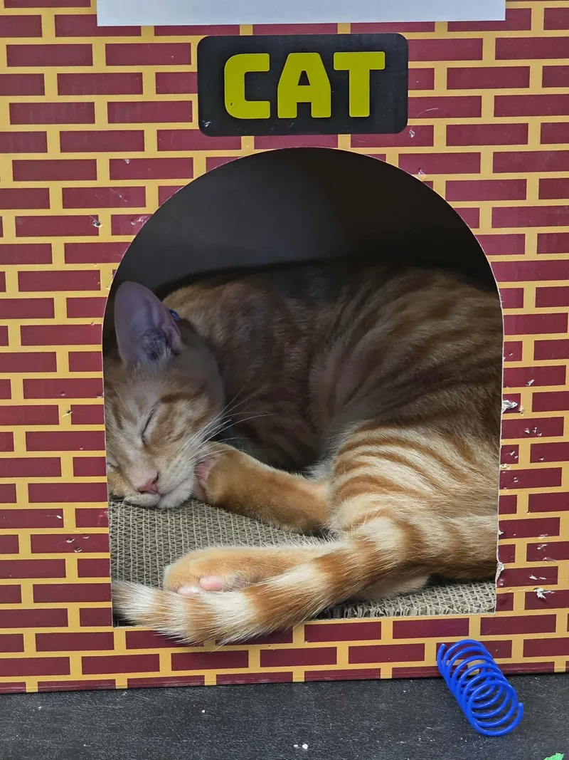 Scrambles thumbnail 2