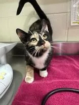 A young medium-sized female Calico Domestic Short Hair cat named Kathleen for adoption in Manitowoc, WI