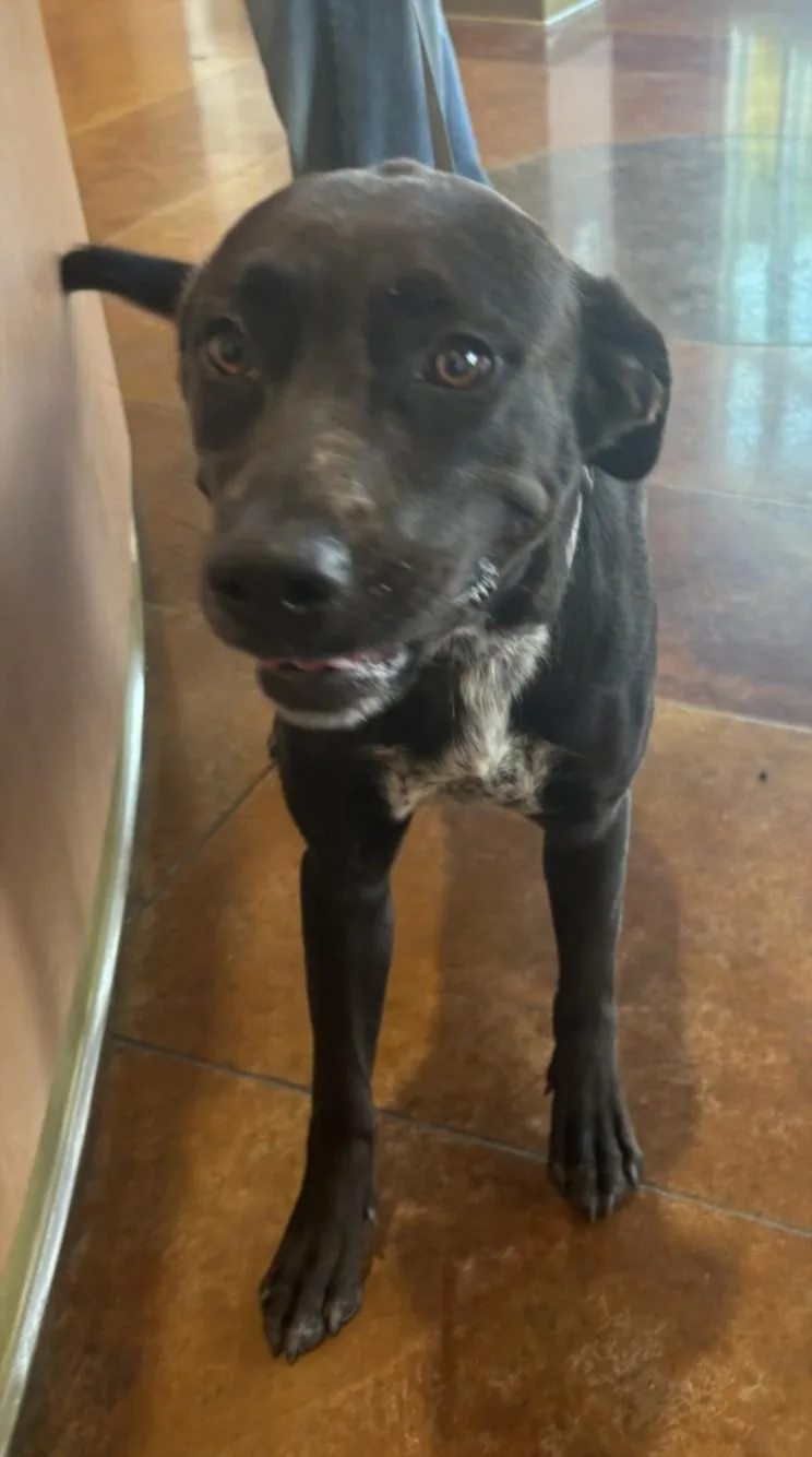 A young medium-sized female Labrador Retriever dog named Willow for adoption in Texas City, TX