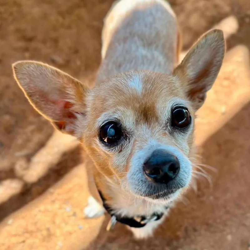 A senior small-sized female Golden Chihuahua dog named Lil Bit for adoption in Wappingers Falls, NY