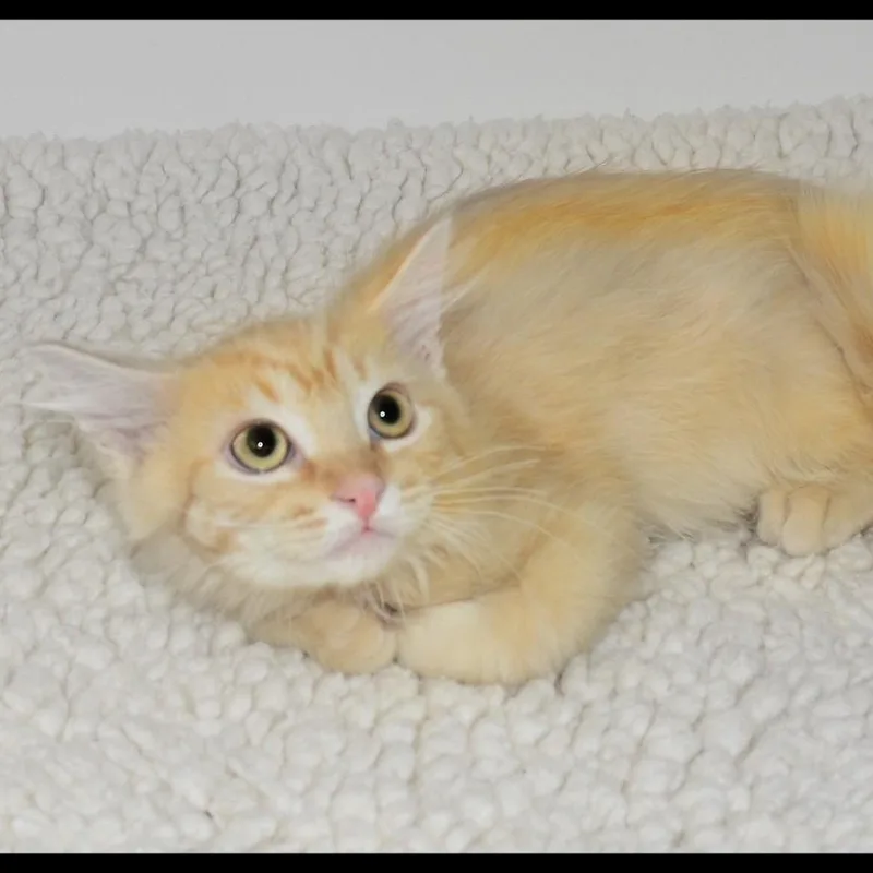 A baby medium-sized male Tabby cat named Asher for adoption in San Andreas, CA