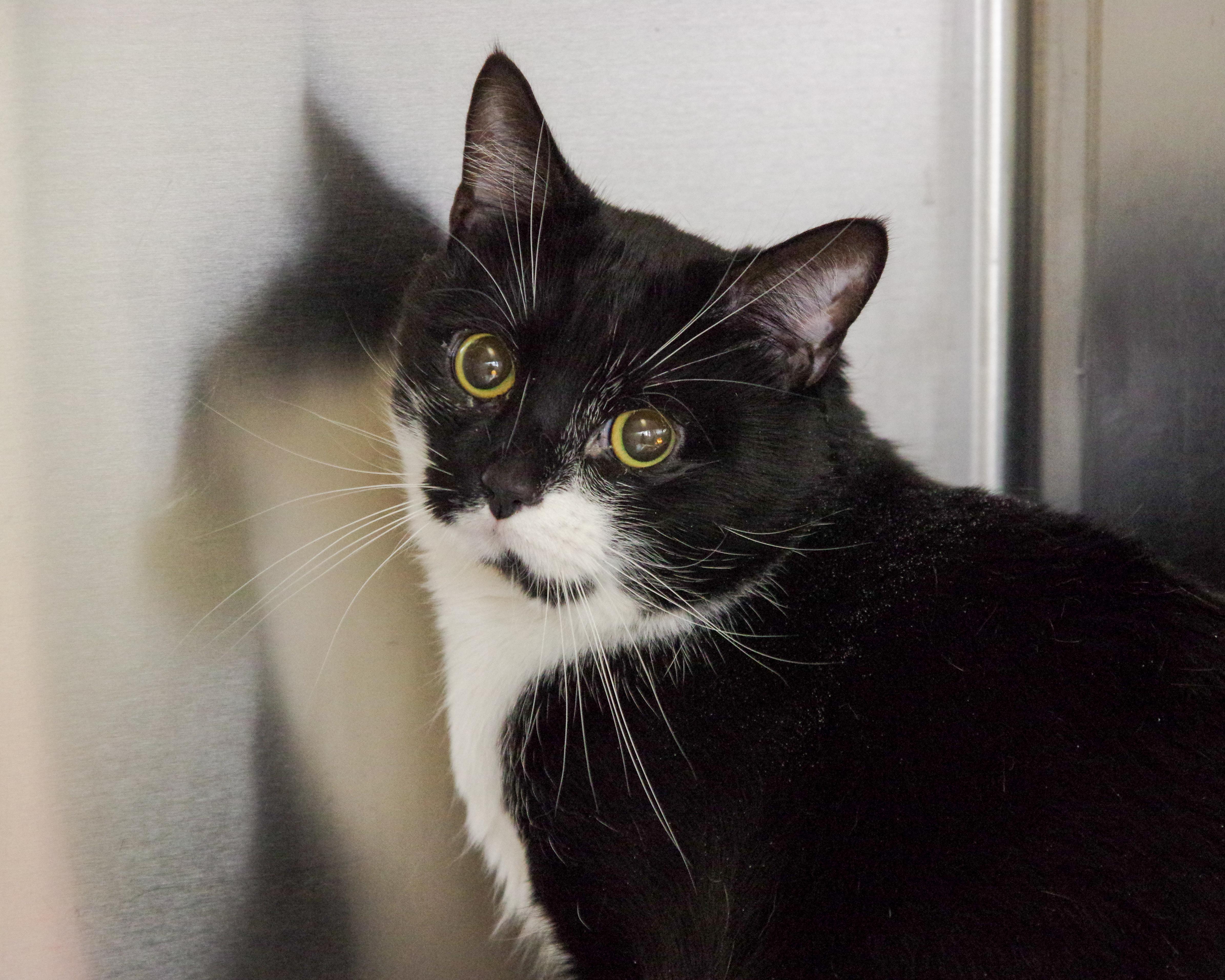 An adult large-sized male Black & White / Tuxedo American Shorthair cat named Milo for adoption in Scituate, MA