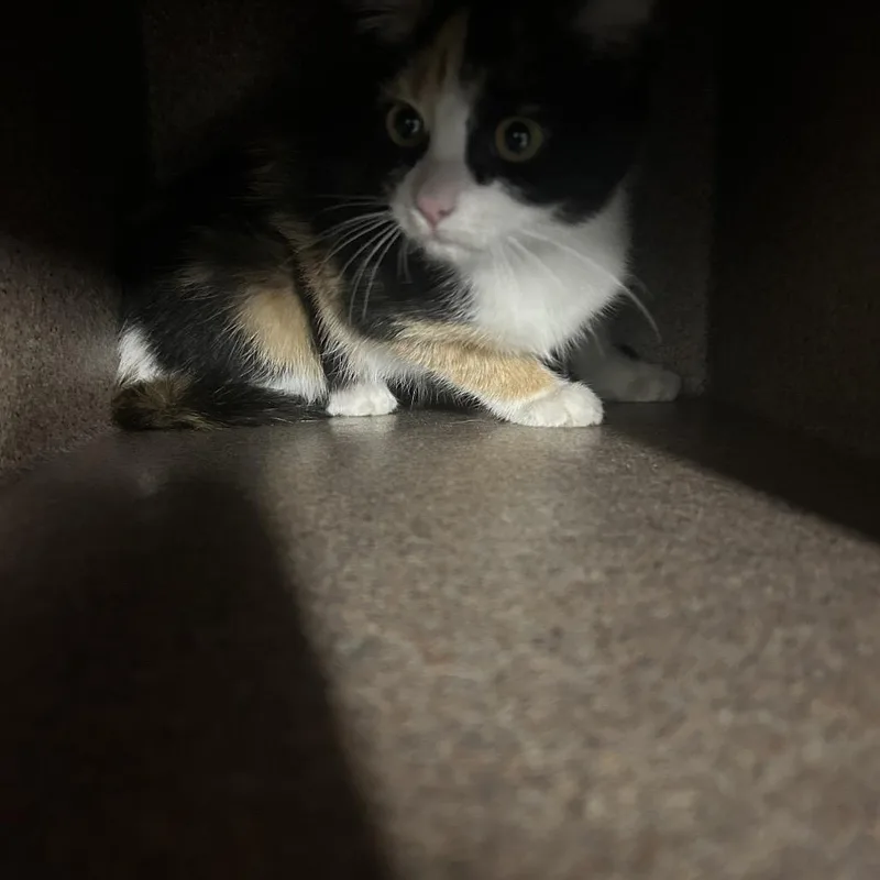 A baby small-sized female Orange / Red Domestic Short Hair cat named Utah for adoption in Greensboro, NC