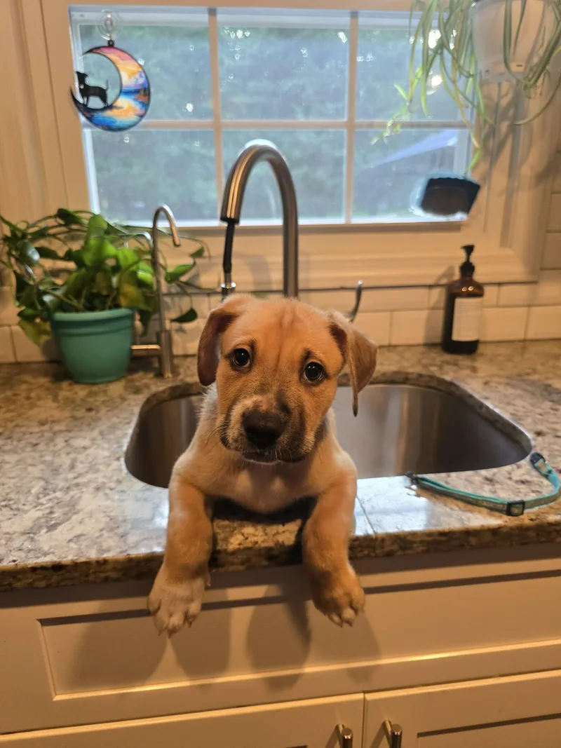 A baby medium-sized male Mixed Breed dog named Brunson for adoption in Holbrook, NY