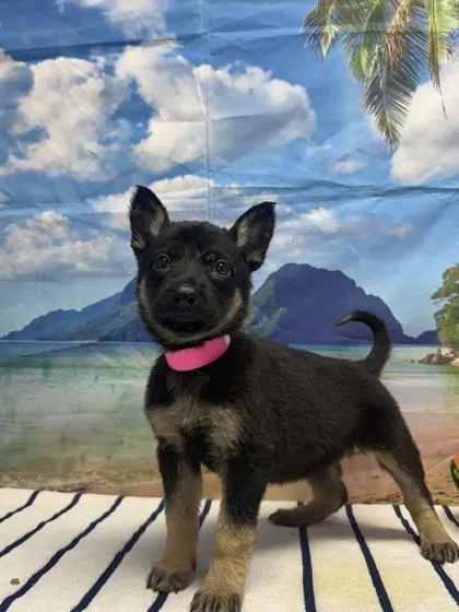 A young small-sized female Shepherd dog named Cook for adoption in San Antonio, TX