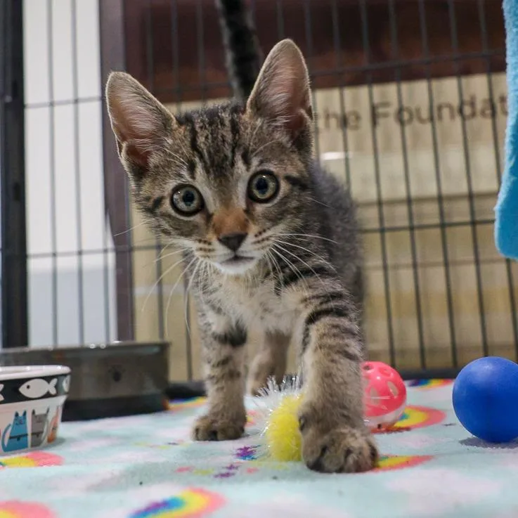 A baby small-sized male Brown / Chocolate Domestic Short Hair cat named Kit for adoption in Bradenton, FL