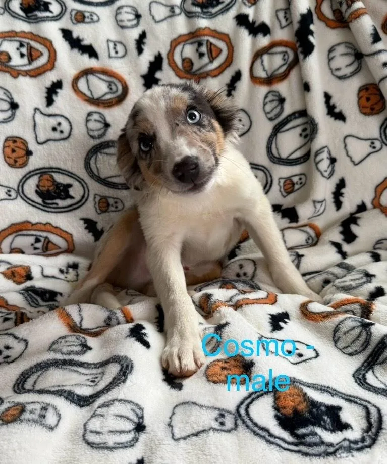 A baby medium-sized male Australian Shepherd dog named Cosmo for adoption in Cheektowaga, NY