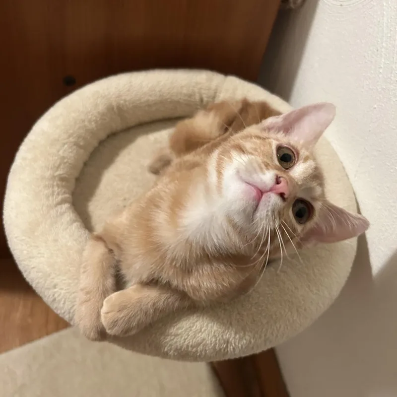 A baby small-sized male Domestic Short Hair cat named Paul McCartney for adoption in St. Louis, MO