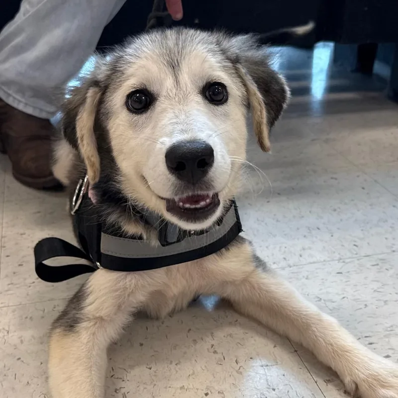 A baby medium-sized female Gray / Blue / Silver Mixed Breed dog named Lainey for adoption in Aberdeen, NC